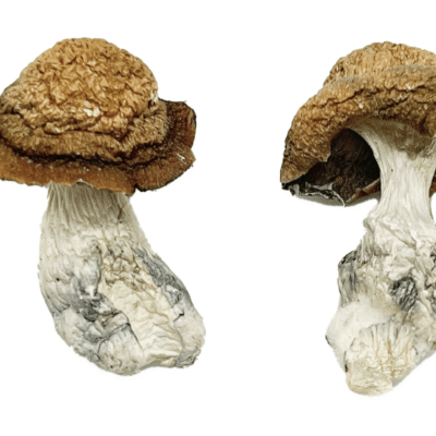 Makilla Gorilla Magic Mushrooms